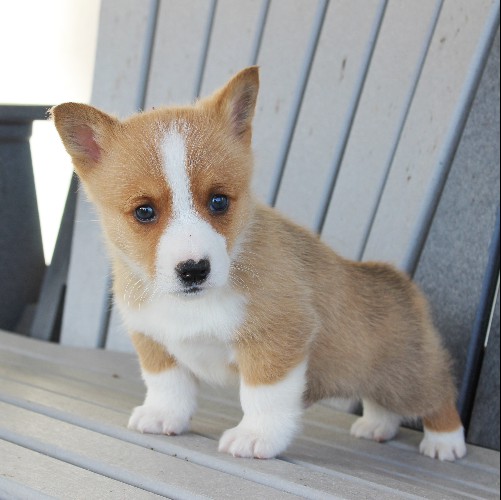 Puppy, For, Sale, Pembroke Welsh Corgi, Rueben Fisher, Dog, Breeder 